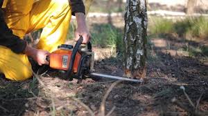 Best Arborist Consultation Services  in Captain Cook, HI