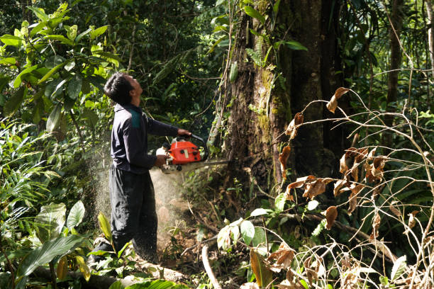 How Our Tree Care Process Works  in  Captain Cook, HI