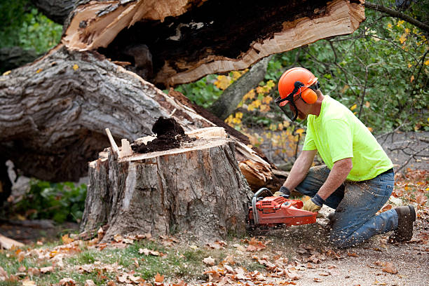 Best Hazardous Tree Removal  in Captain Cook, HI